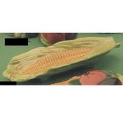 DM303-Corn Dish 26cmL