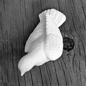 S1862-Feeding Dove 10cm